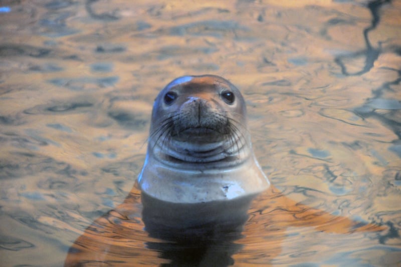 sea lion